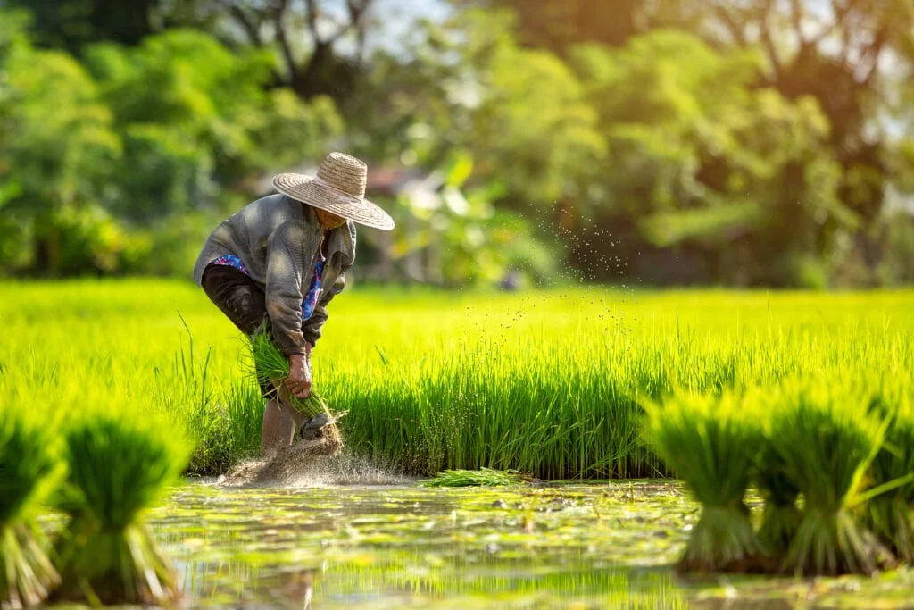 Satchmo Foods farmer in rice field