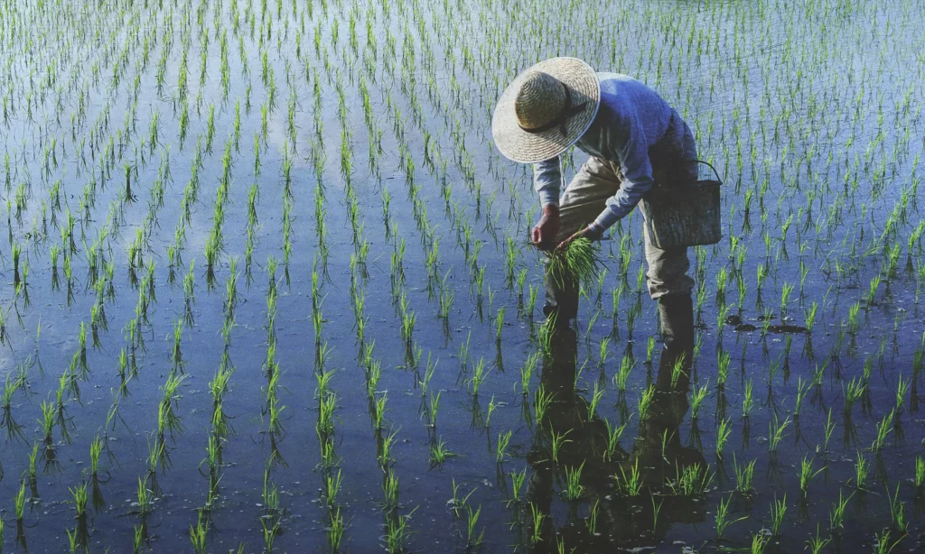 Satchmo Foods Rice Field Planting