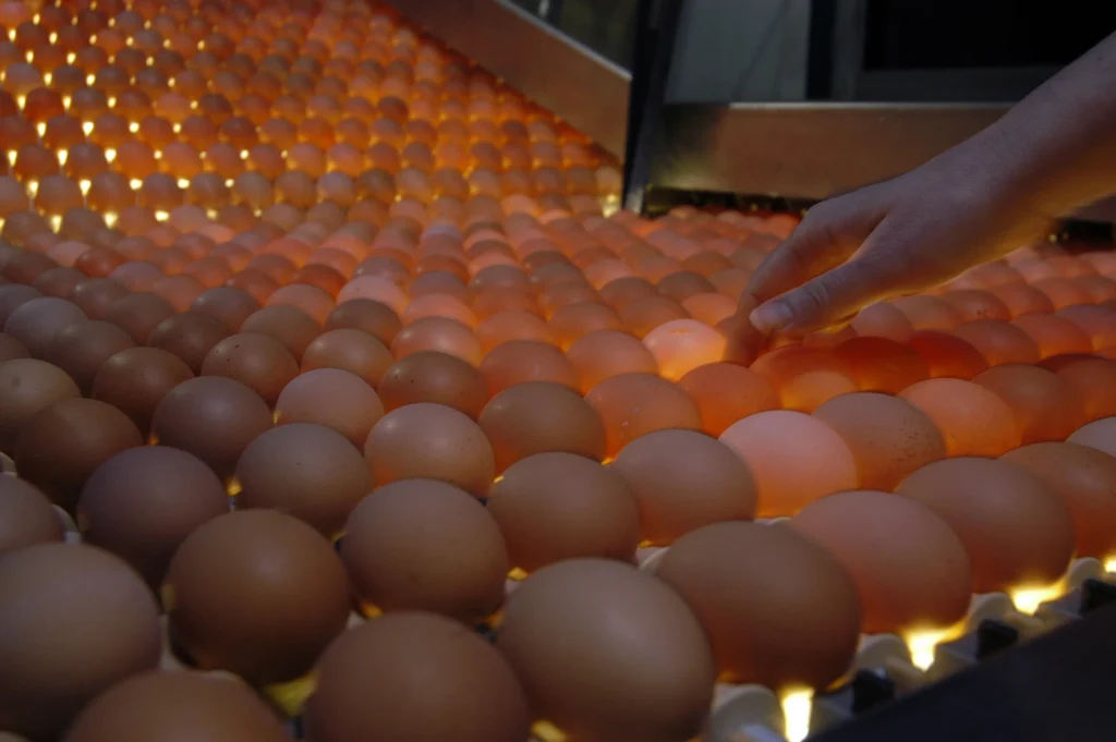 Satchmo Foods Egg Production Quality